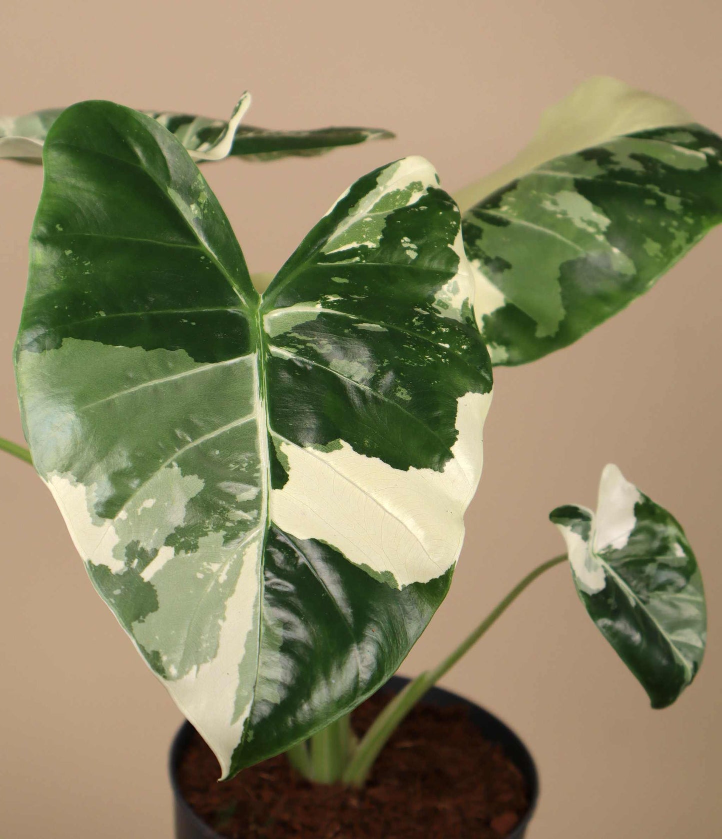 Alocasia macrorrhizos albo variegata