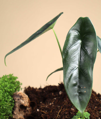 Alocasia venusta