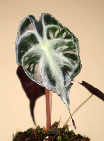 Alocasia 'Venom'
