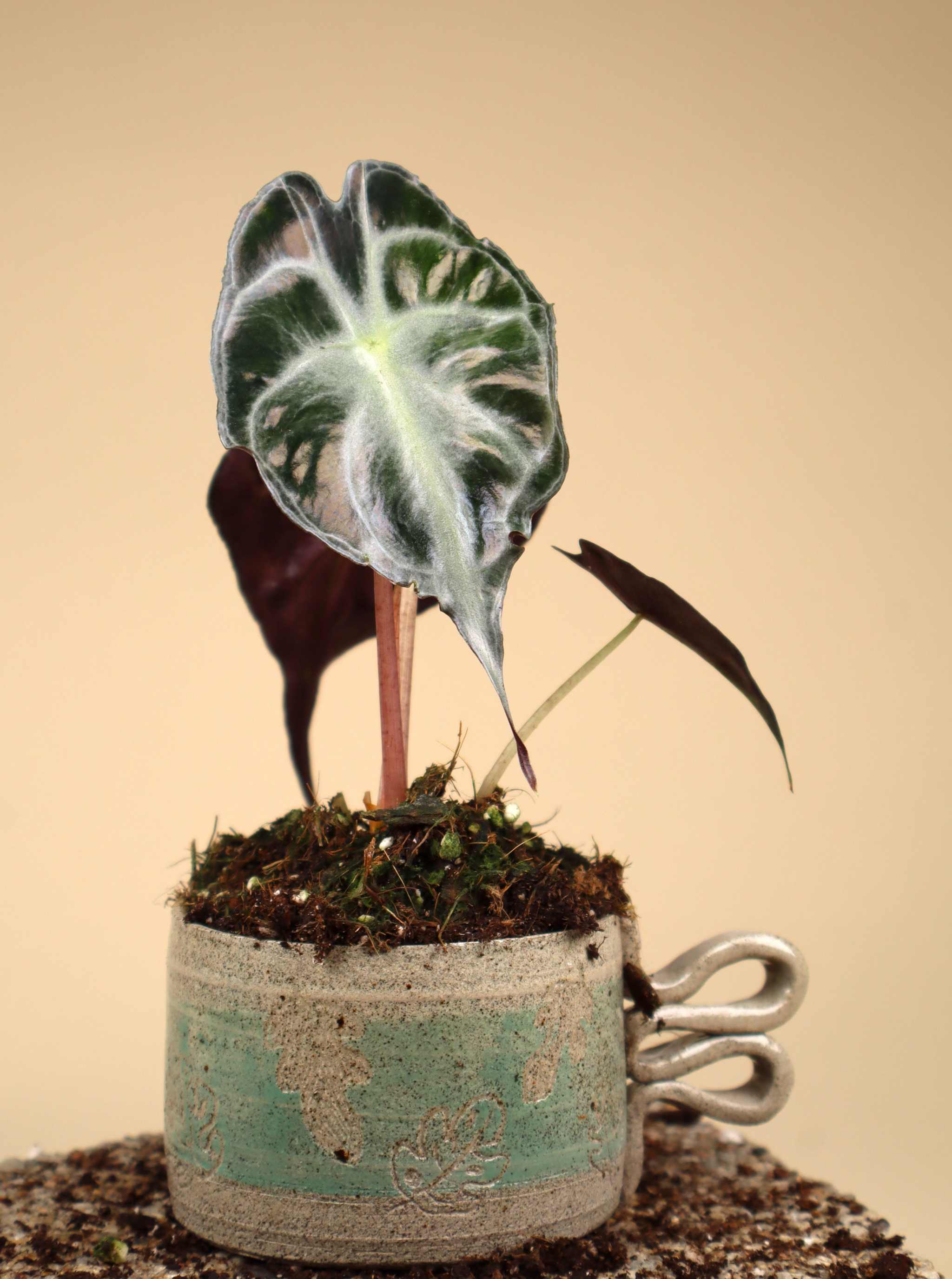 Alocasia 'Venom' | Buy Unusual Plants Online – Ormbunker