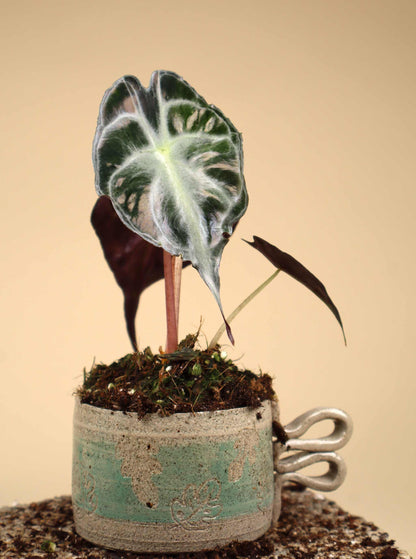 Alocasia 'Venom'