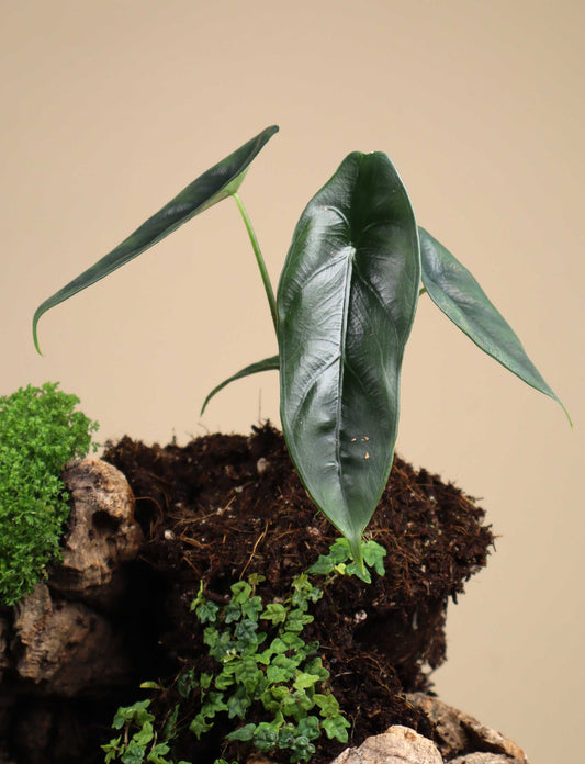Alocasia venusta