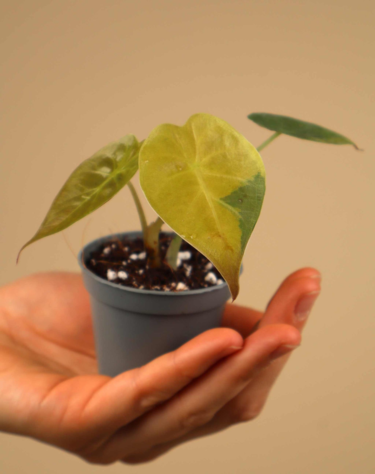 Alocasia wentii aurea variegata