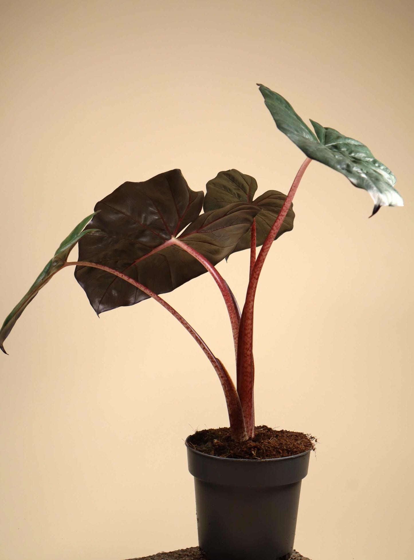 Bladstöd - Transparenta Akrylkrokar