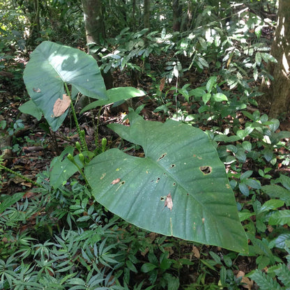 Alocasia zebrina 'Elephant ears'