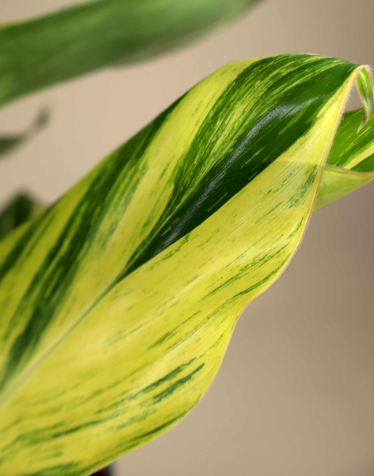 Alpinia zerumbet 'variegata'