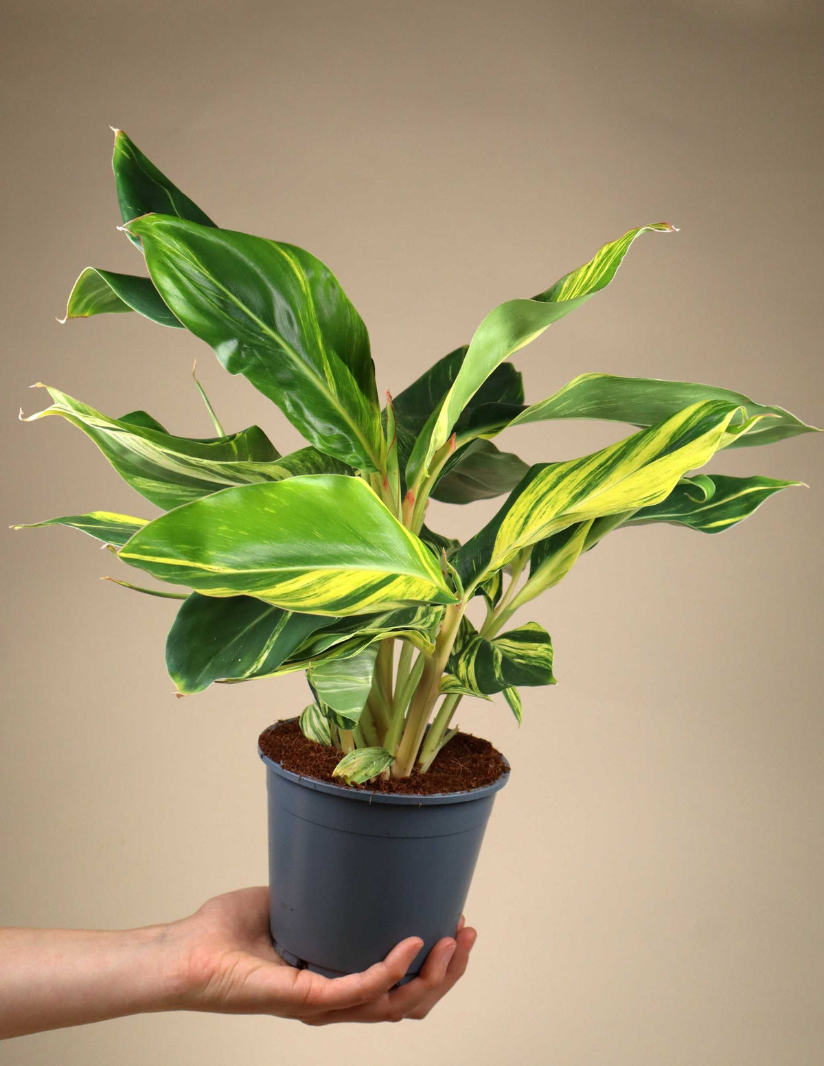 Alpinia zerumbet 'variegata'