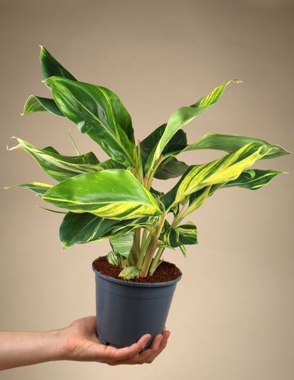 Alpinia zerumbet 'variegata'