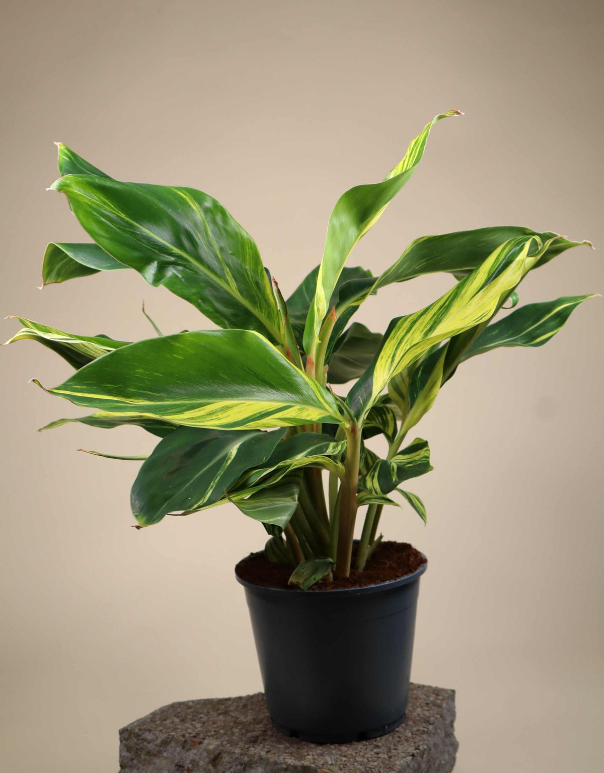 Alpinia zerumbet 'variegata'