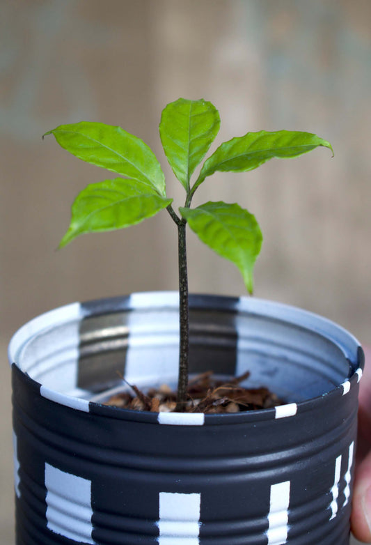 Amorphophallus Hewittii