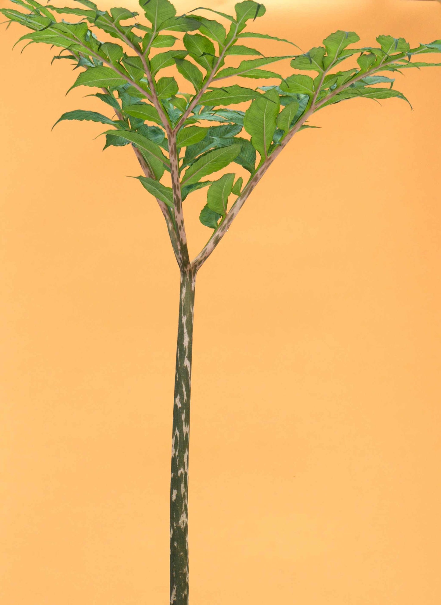 Amorphophallus konjac 'Konjakknölkalla'