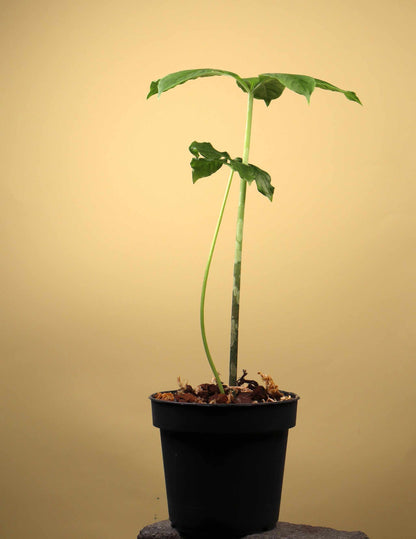 Amorphophallus paeoniifolius | Knölkalla