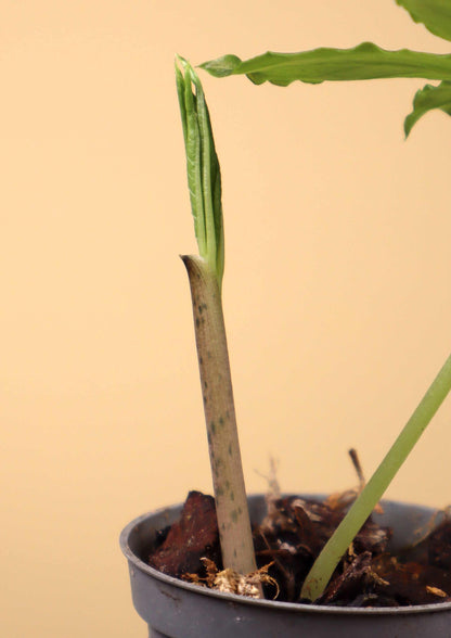 Amorphophallus paeoniifolius | Knölkalla