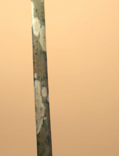 Amorphophallus paeoniifolius | Knölkalla