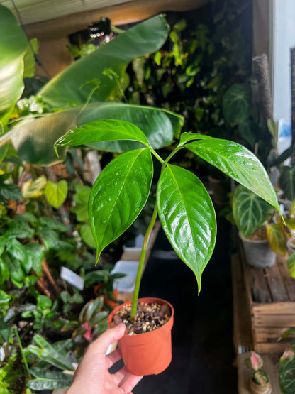 amorphophallus titanum jätteknölkalla i kruka