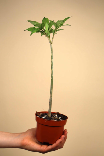 Amorphophallus konjac 'Konjakknölkalla'