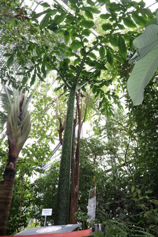 Amorphophallus titanum 'Titan arum'