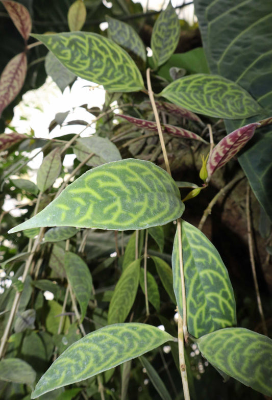 Aeschynanthus longicaulis | lipstick plant