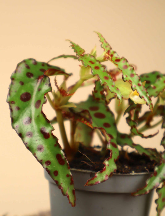 Begonia amphioxus