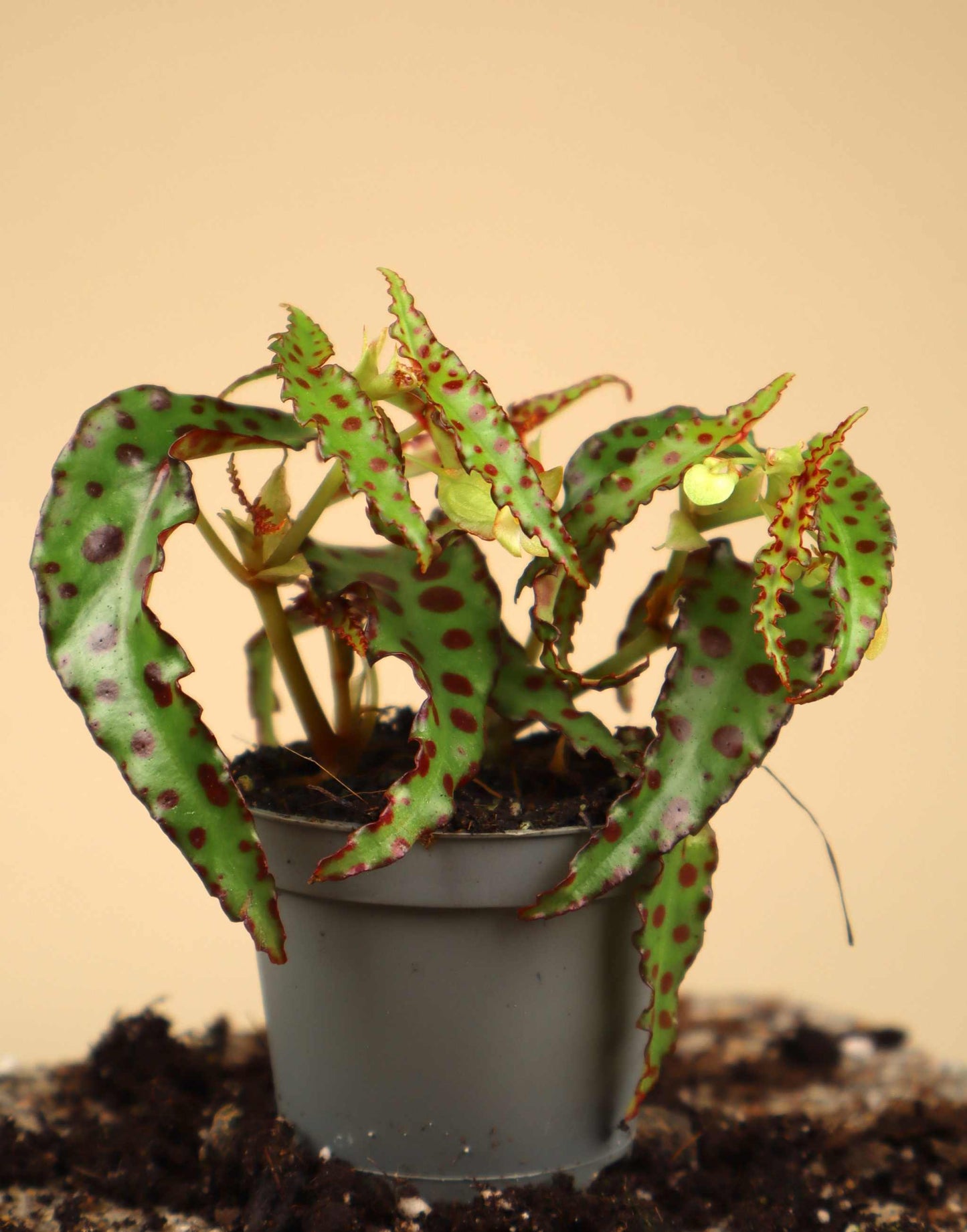 Begonia amphioxus