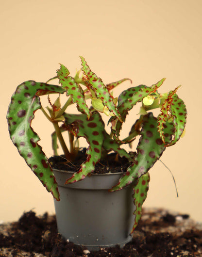 Begonia amphioxus