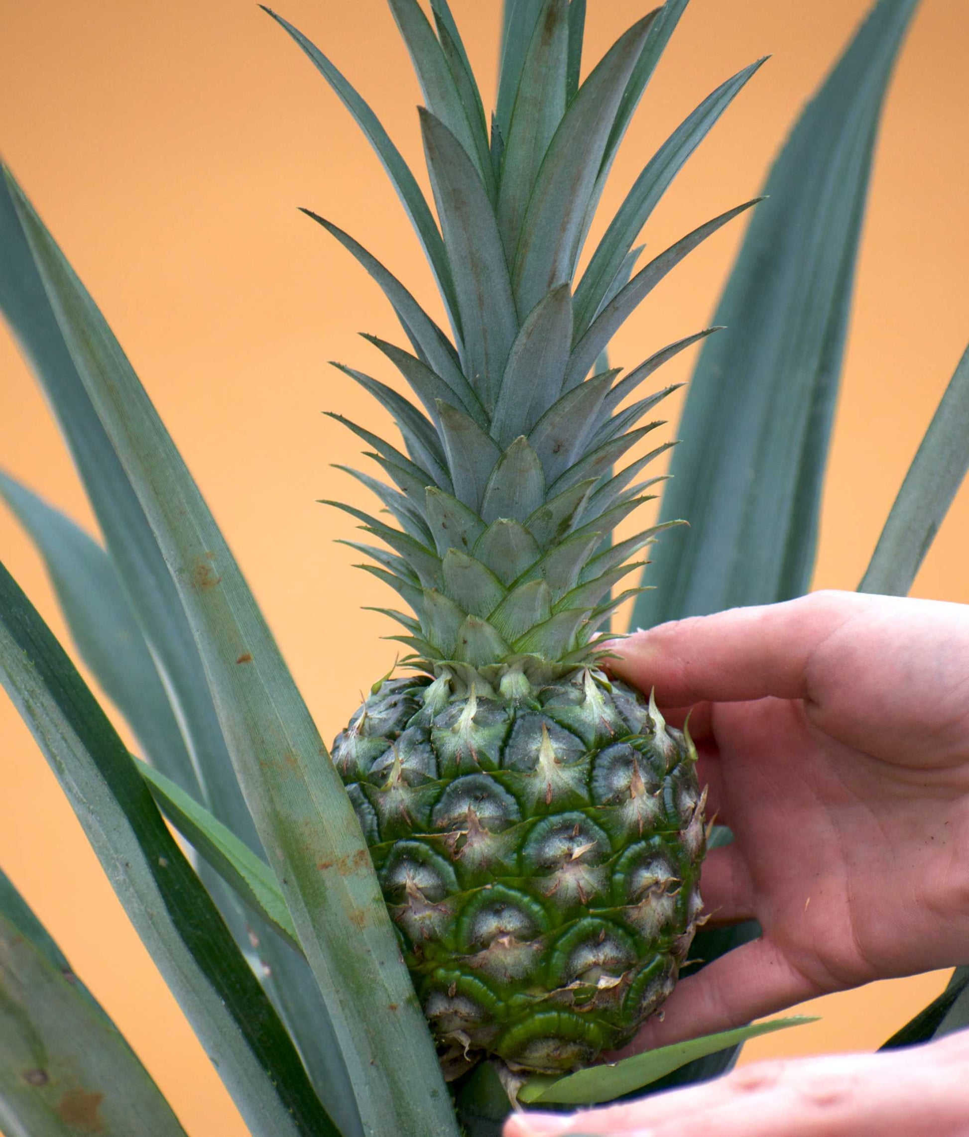 blue pineapple plant Ananas Comosus | Buy Edible Pineapple Plant Online