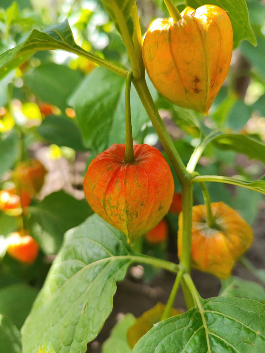 Physalis pruinosa 'Kapkrusbär'