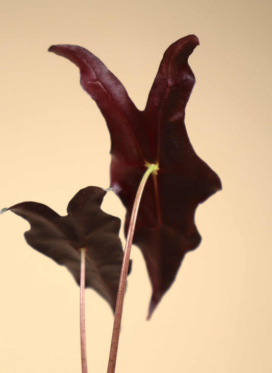 Alocasia sanderiana var. nobilis