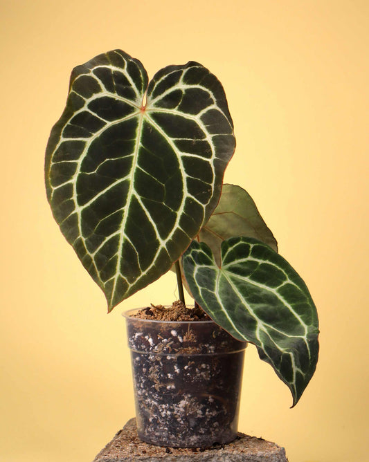Anthurium crystallinum