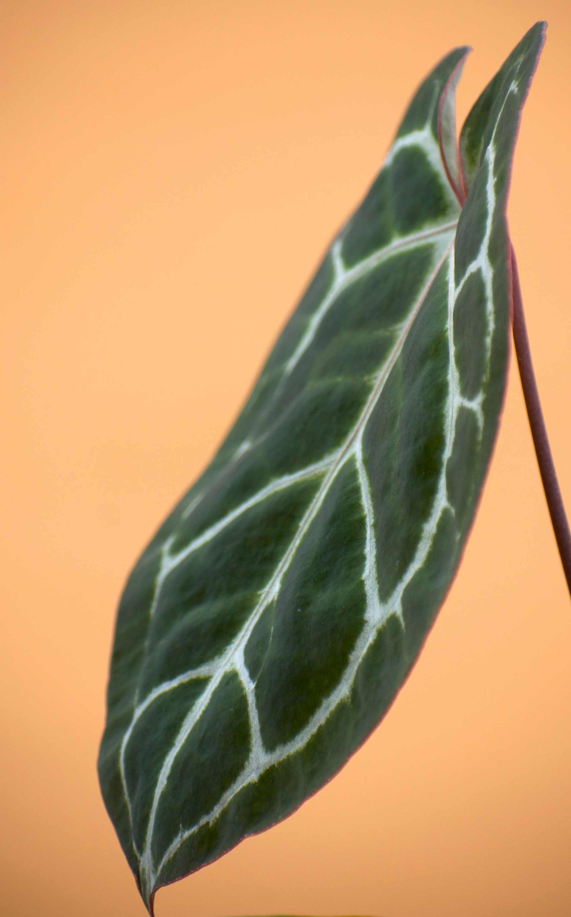 anthurium crystallinum climbing Anthurium Crystallinum For Sale