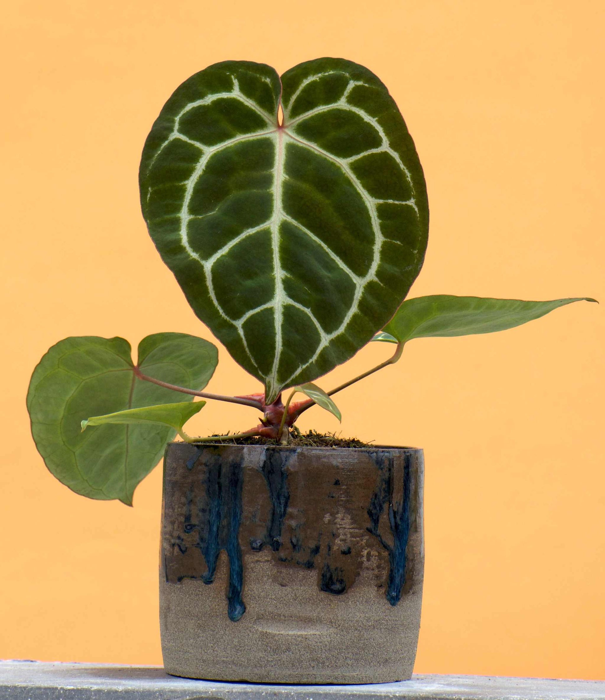 anthurium crystallinum for sale Anthurium Crystallinum For Sale