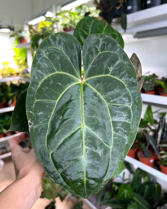 Anthurium 'Dark Phoenix'