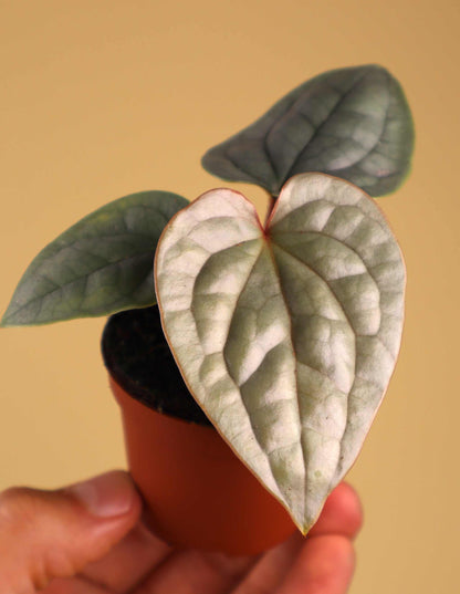 Anthurium luxurians