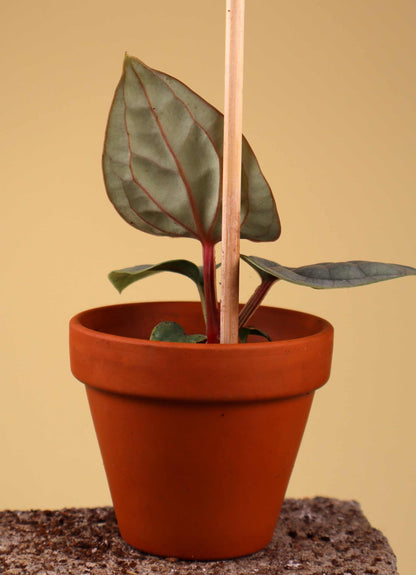 Anthurium luxurians