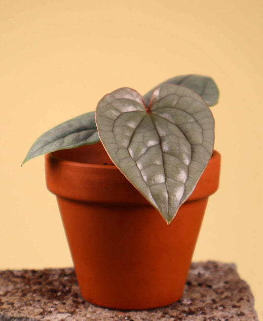 Anthurium luxurians