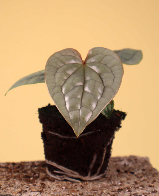 Anthurium luxurians