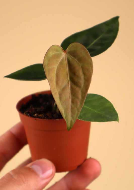 Anthurium magnificum