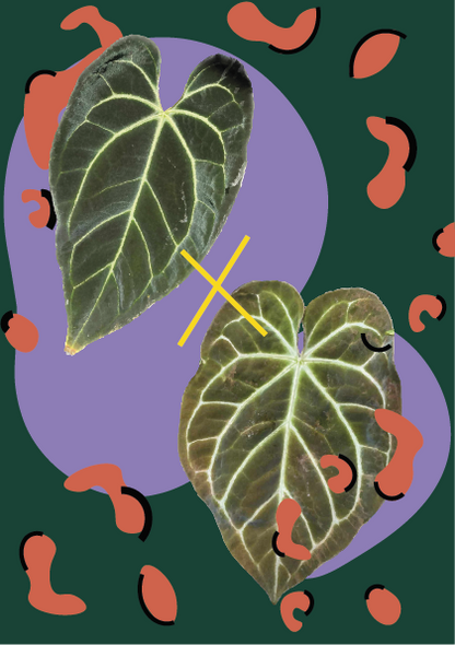anthurium magnificum x besseae rare hybrid