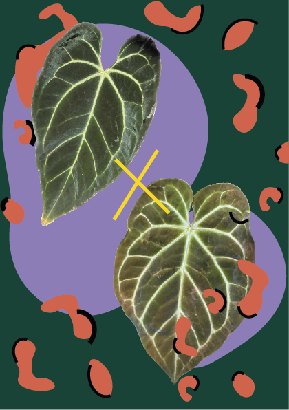 anthurium magnificum x besseae rare hybrid