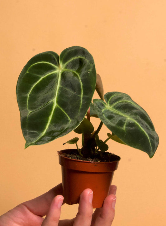 Anthurium regale