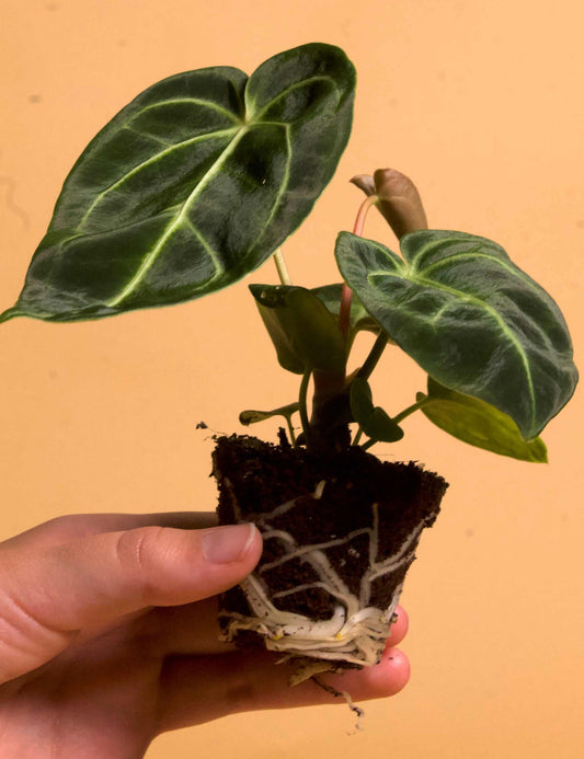 Anthurium regale ötter
