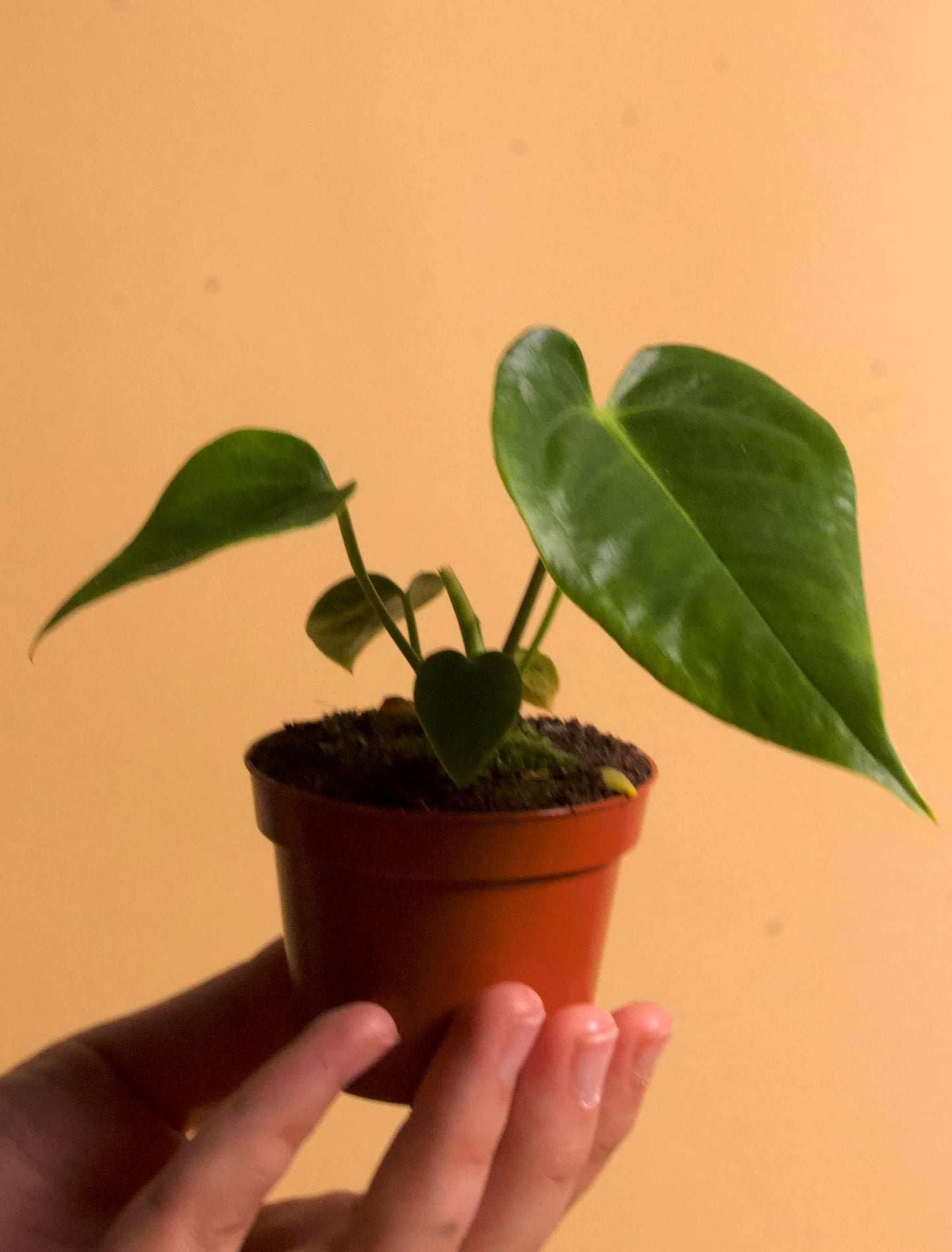 anthurium veitchii liten