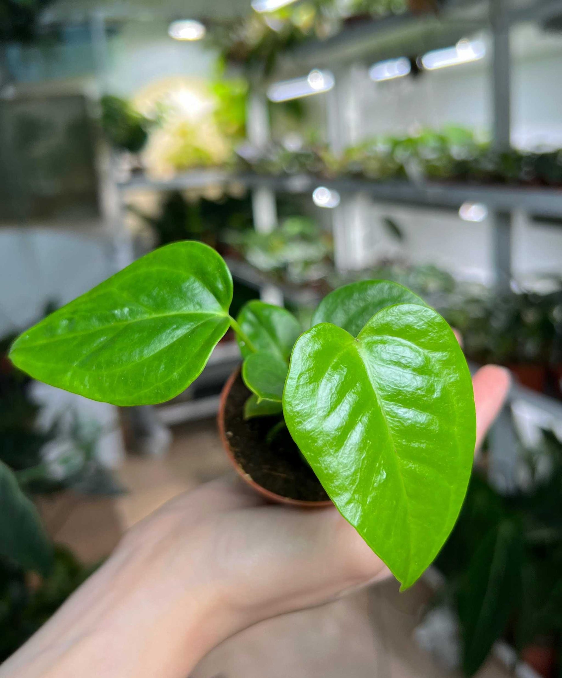 anthurium blad Anthurium veitchii | Köp ovanliga växter online