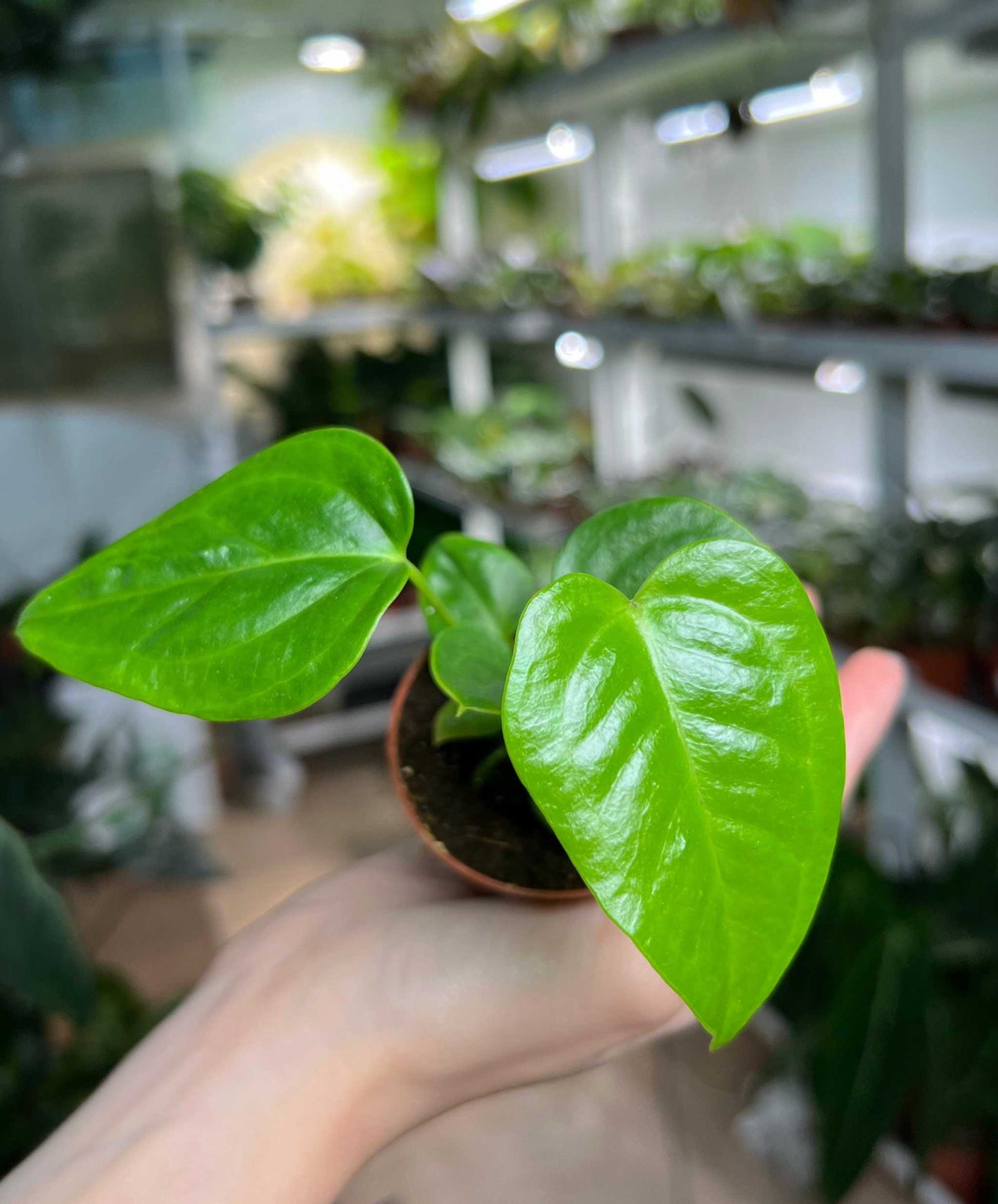 Anthurium veitchii