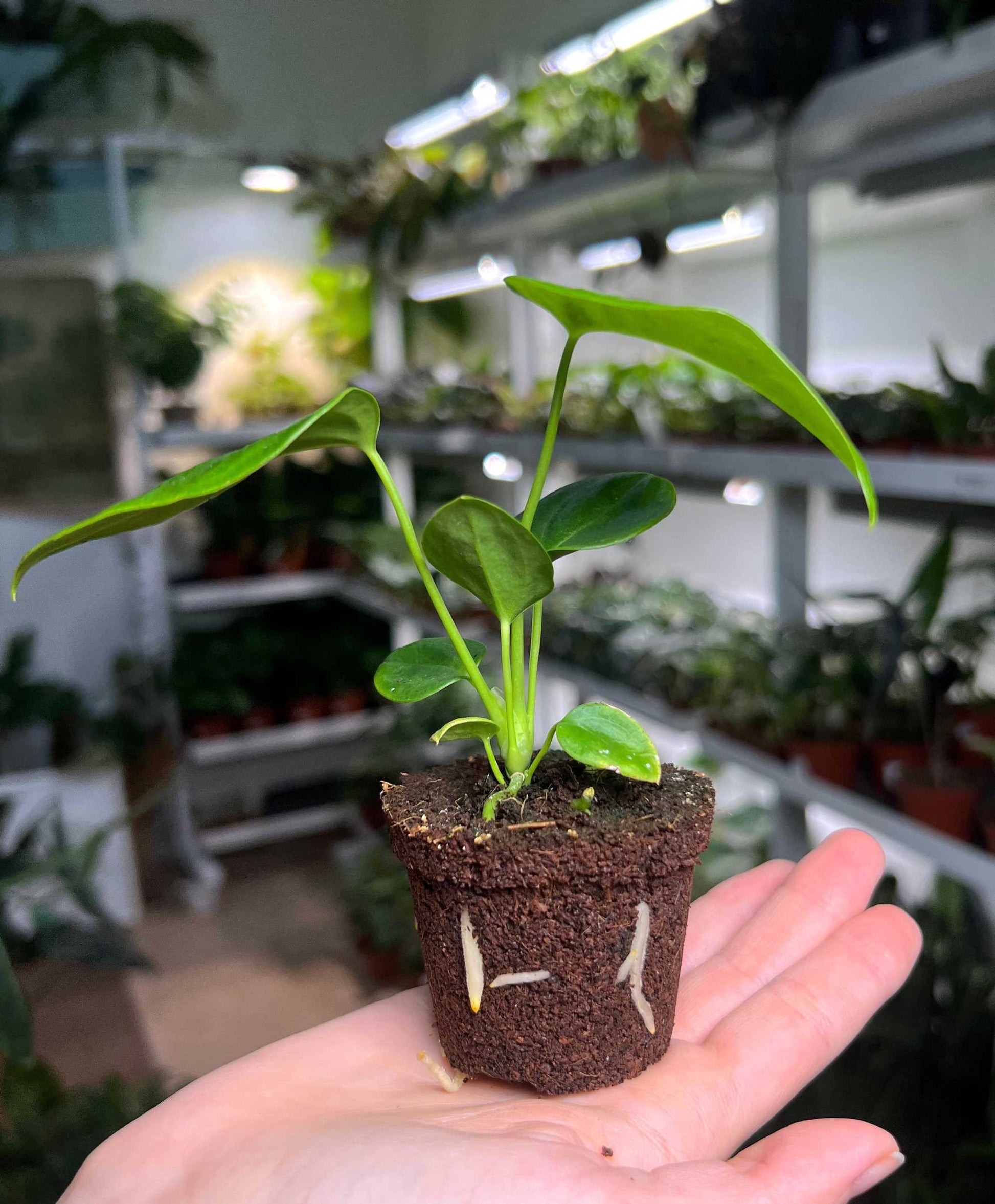 anthurium veitchii small Anthurium veitchii For Sale | Buy Unusual Plants Online
