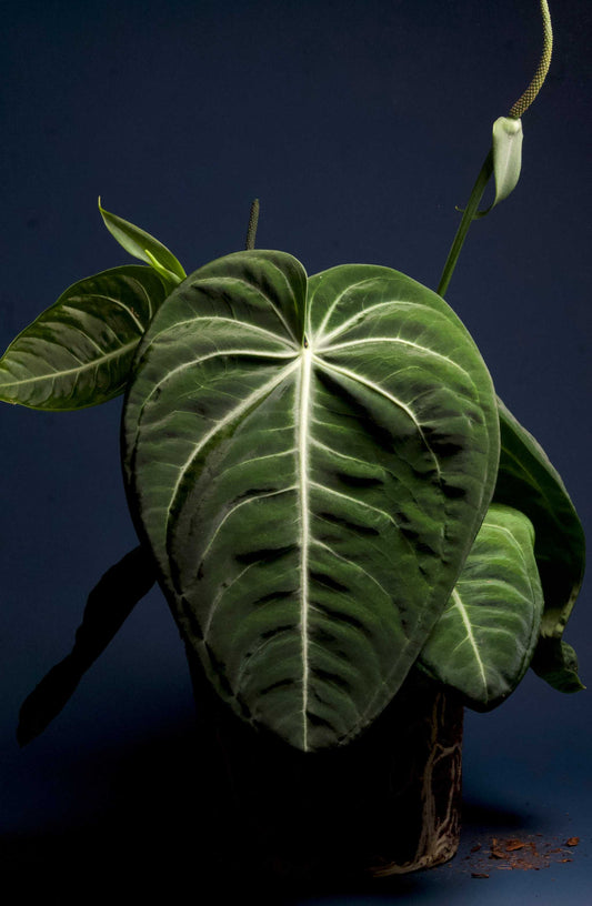 Anthurium villenaorum