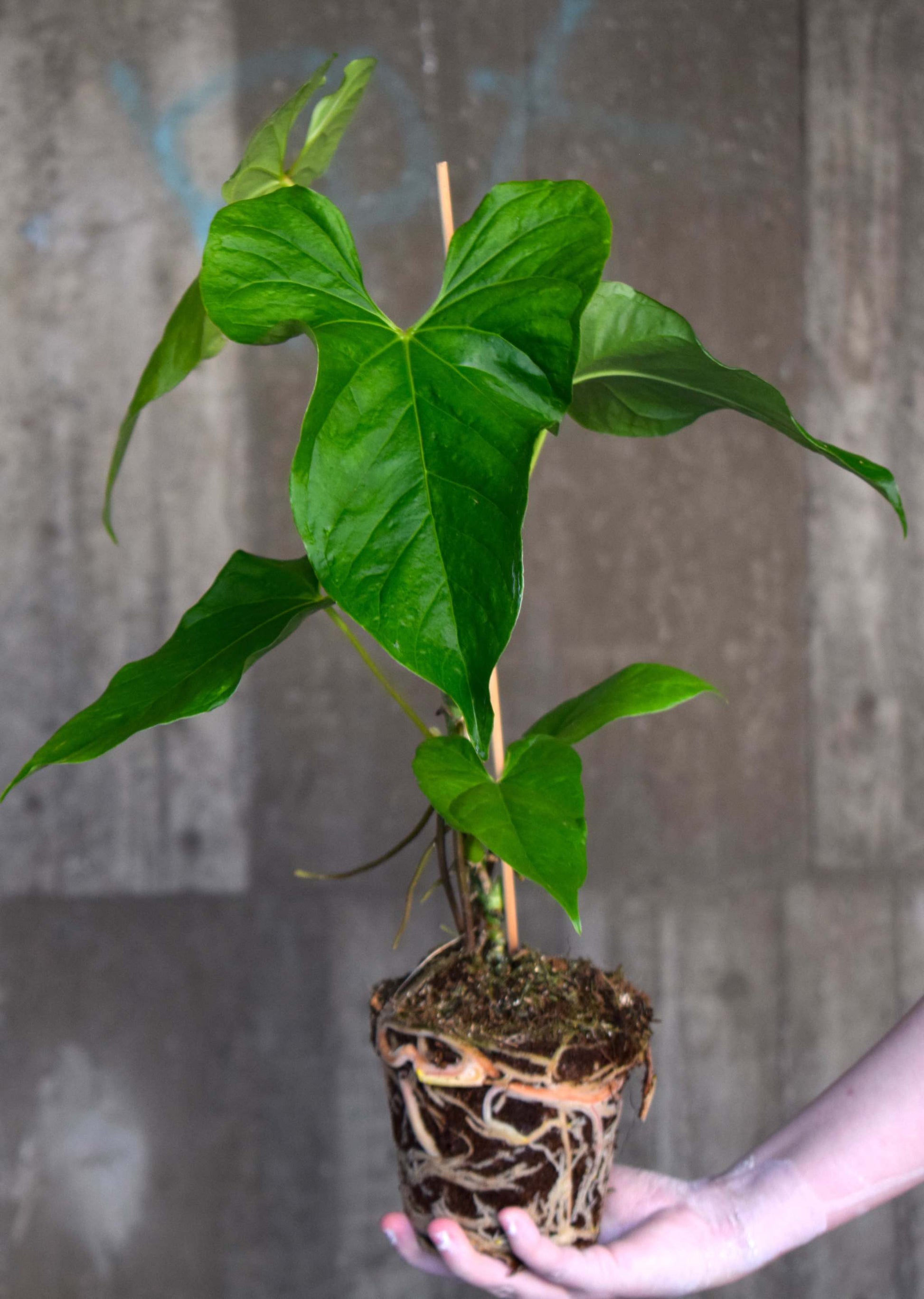 anthurium balaoanum Anthurium balaoanum | Buy Unusual Plants Online