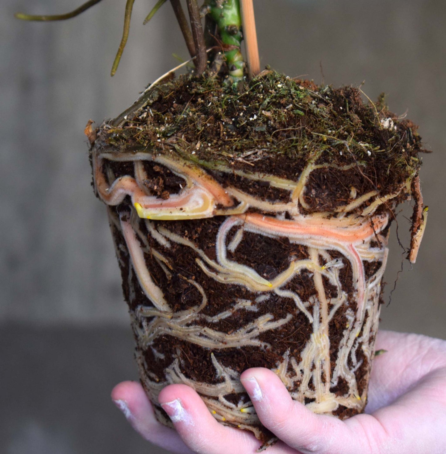 Anthurium balaoanum