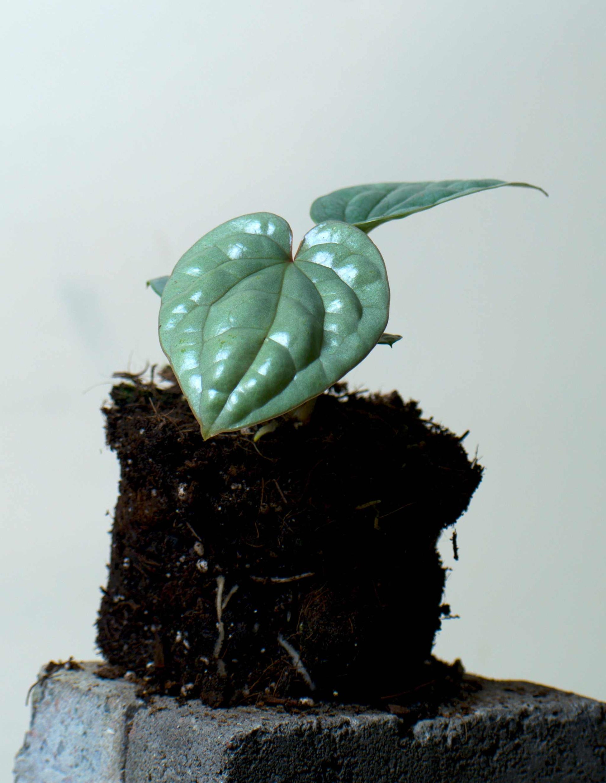 Anthurium luxurians
