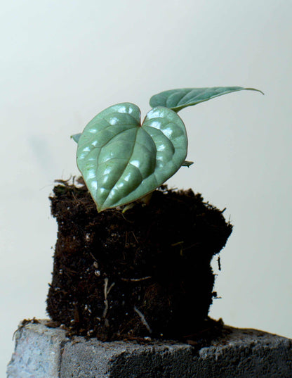 Anthurium luxurians